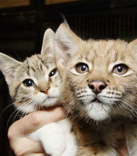 A Tale Of Zoo Kitties: Stray Cat & Lynx Are Now BFFFs