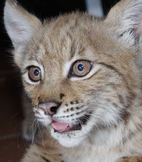 A Tale Of Zoo Kitties: Stray Cat & Lynx Are Now BFFFs