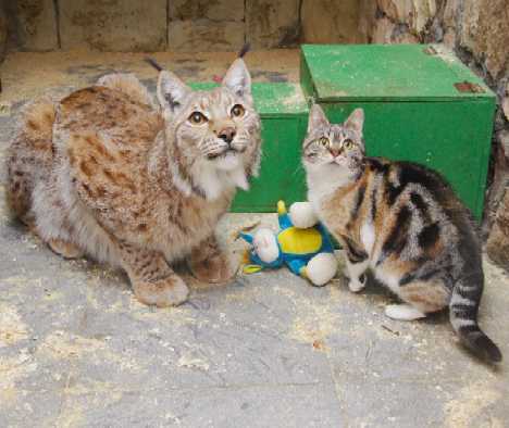 A Tale Of Zoo Kitties: Stray Cat & Lynx Are Now BFFFs