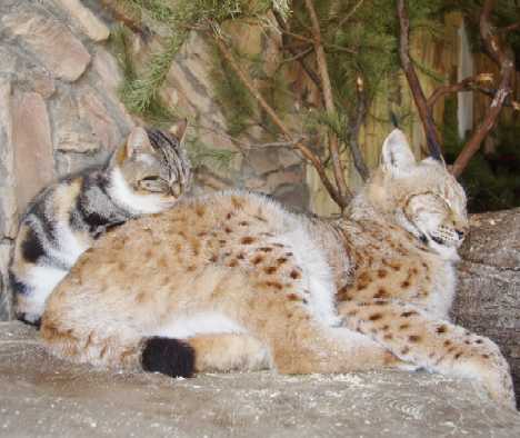 A Tale Of Zoo Kitties: Stray Cat & Lynx Are Now BFFFs