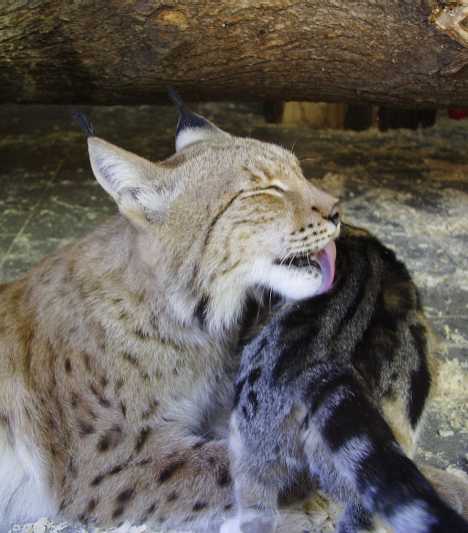 A Tale Of Zoo Kitties: Stray Cat & Lynx Are Now BFFFs