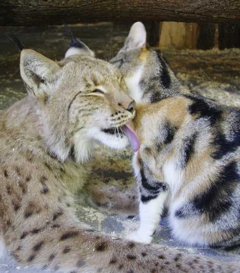 A Tale Of Zoo Kitties: Stray Cat & Lynx Are Now BFFFs
