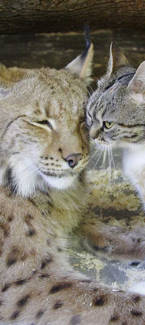 A Tale Of Zoo Kitties: Stray Cat & Lynx Are Now BFFFs
