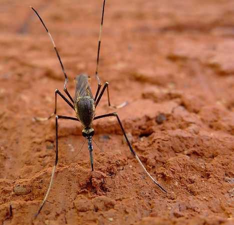 Bite The Biters: 7 Amazing Mosquito-Eating Creatures