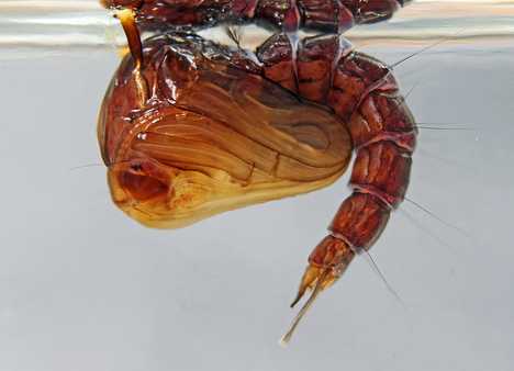 Bite The Biters: 7 Amazing Mosquito-Eating Creatures