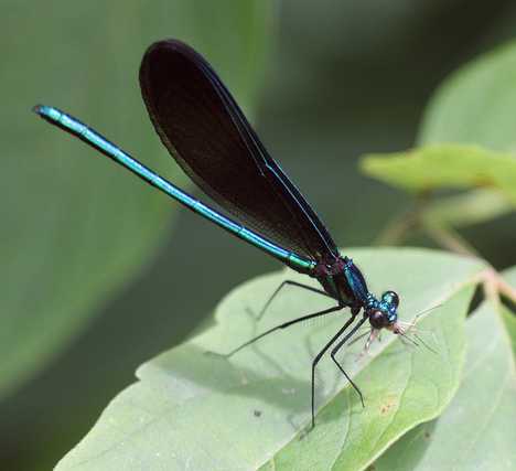 Bite The Biters: 7 Amazing Mosquito-Eating Creatures