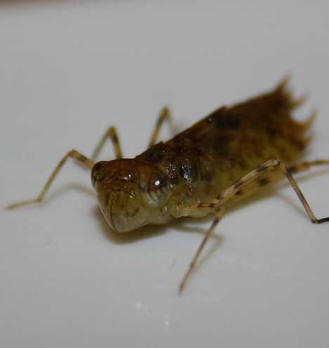 Bite The Biters: 7 Amazing Mosquito-Eating Creatures