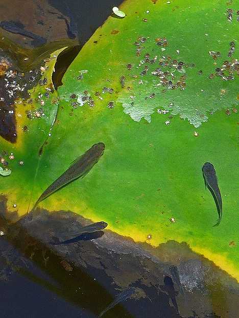 Bite The Biters: 7 Amazing Mosquito-Eating Creatures