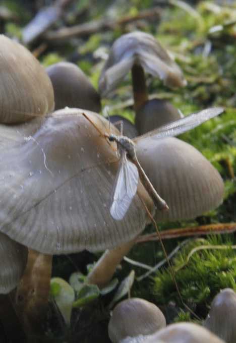 Bite The Biters: 7 Amazing Mosquito-Eating Creatures