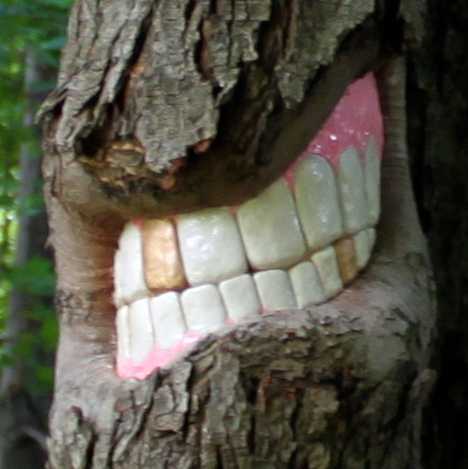 Bark With Bite: The Toothy Tree Art Of Patrick Catalde
