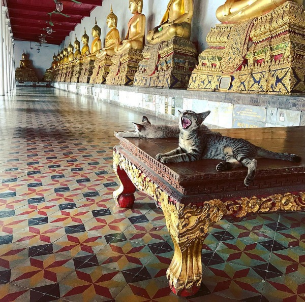 Neko Nirvana: Cat-Napping In The Lap Of Buddha