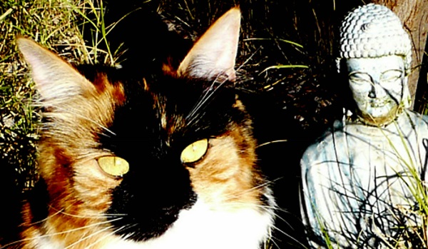 Neko Nirvana: Cat-Napping In The Lap Of Buddha