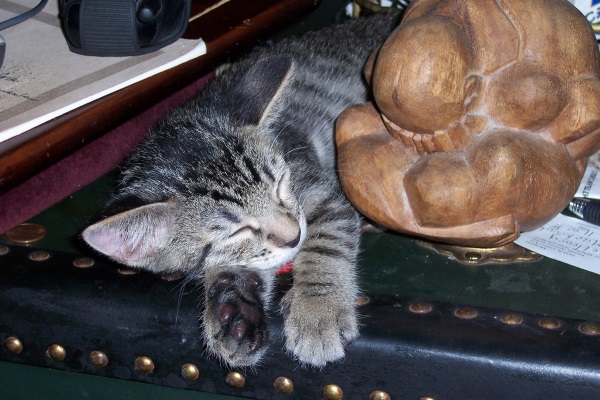 Neko Nirvana: Cat-Napping In The Lap Of Buddha