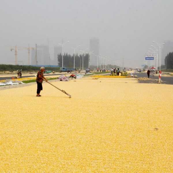 China’s Corn Farmers Impound The Pavement