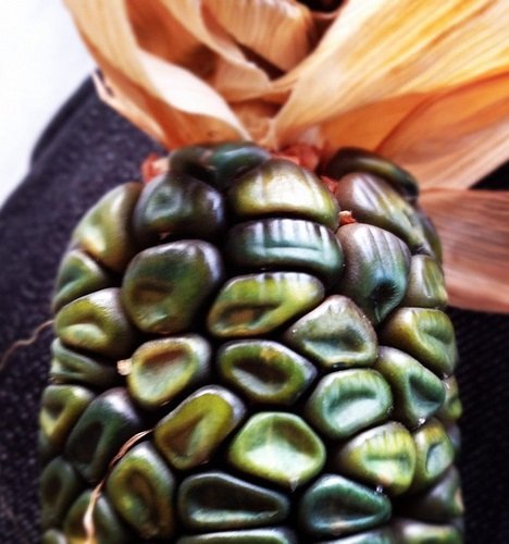 Oh My Cob! 7 Amazing Colorful Corn Varieties