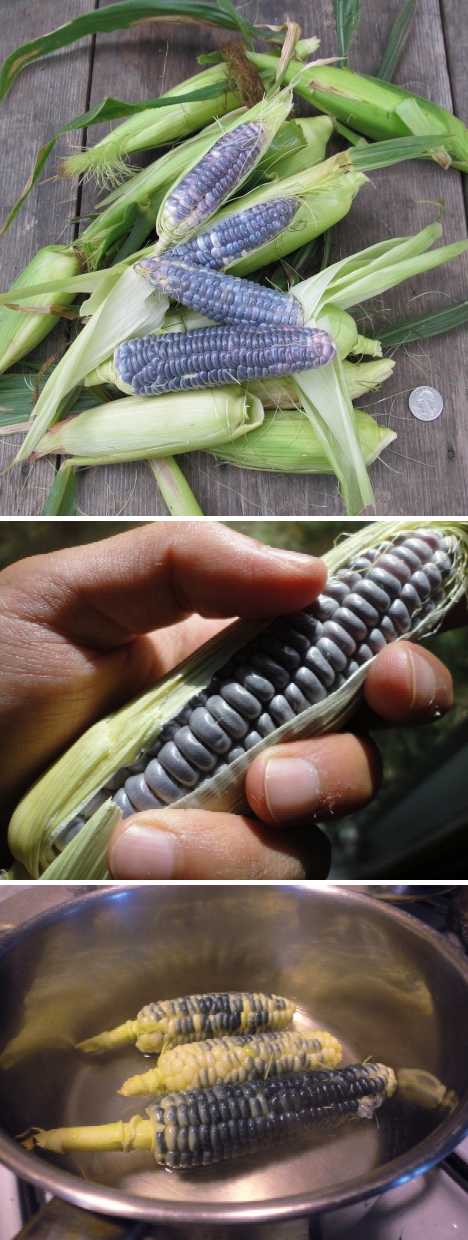 Oh My Cob! 7 Amazing Colorful Corn Varieties
