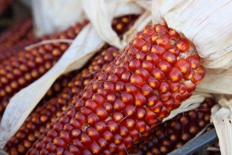 Oh My Cob! 7 Amazing Colorful Corn Varieties