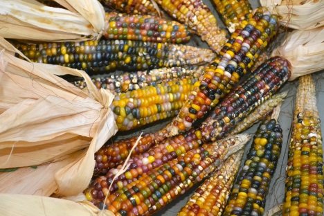 Oh My Cob! 7 Amazing Colorful Corn Varieties