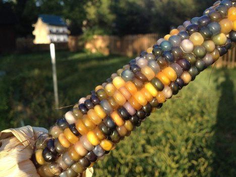 Oh My Cob! 7 Amazing Colorful Corn Varieties