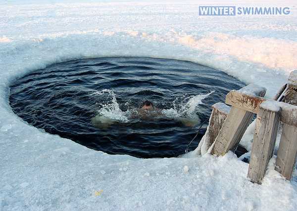 Cold Comfort: Polar Bear Swims Do A Body Good