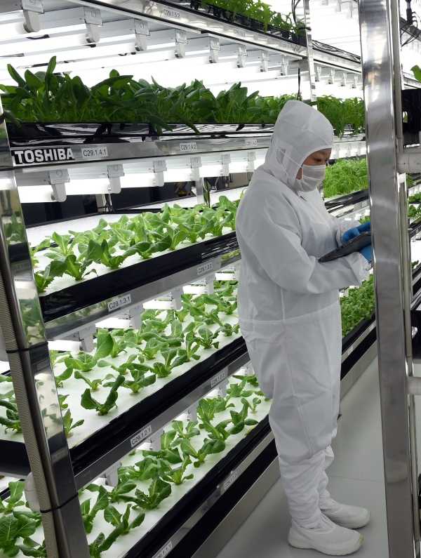 Electronics Plant Ditches Disks, Pitches Lettuce