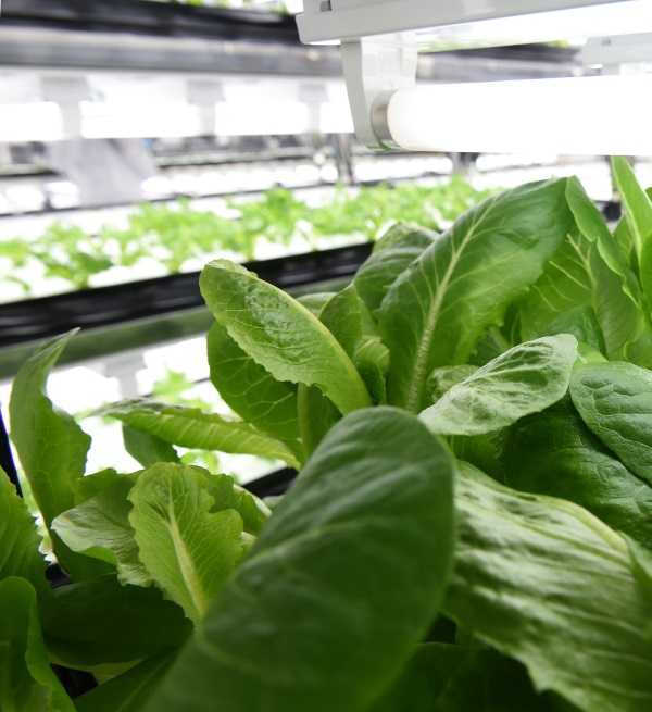 Electronics Plant Ditches Disks, Pitches Lettuce