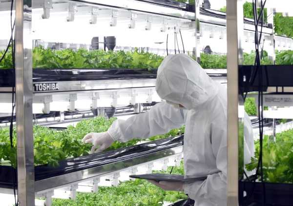 Electronics Plant Ditches Disks, Pitches Lettuce