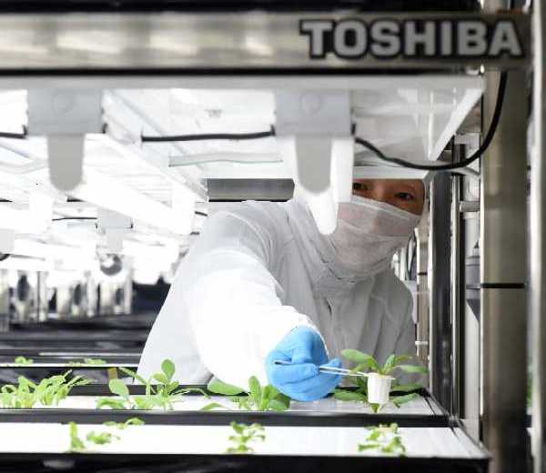 Electronics Plant Ditches Disks, Pitches Lettuce