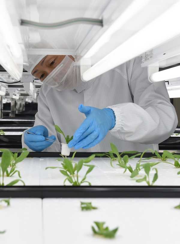 Electronics Plant Ditches Disks, Pitches Lettuce