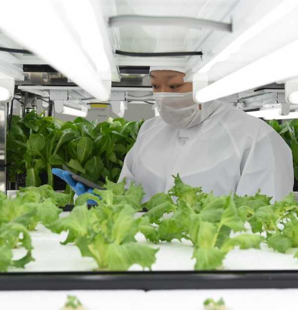 Electronics Plant Ditches Disks, Pitches Lettuce