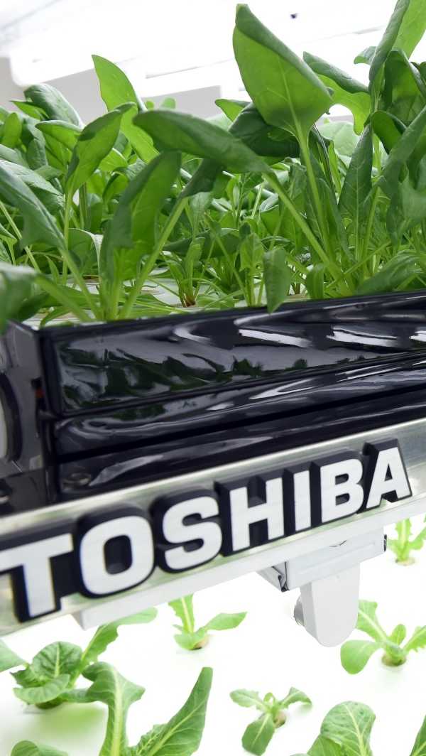 Electronics Plant Ditches Disks, Pitches Lettuce