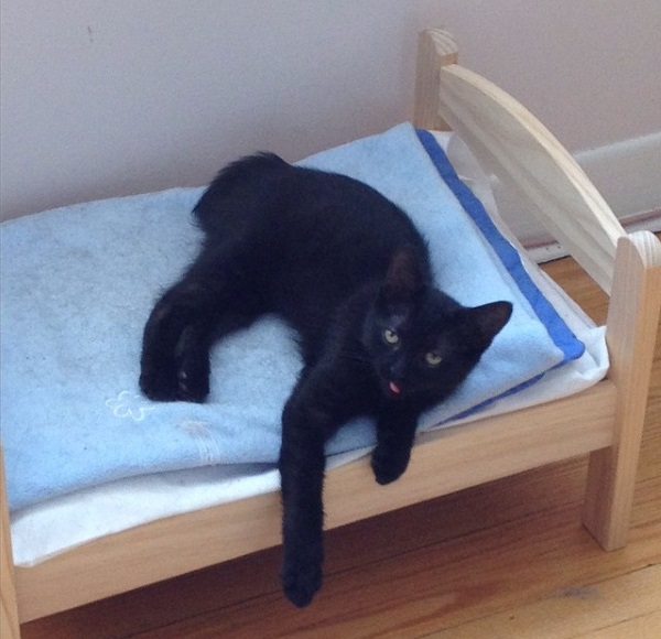 IKEA Doll Beds Are Going To The Dogs & Cats