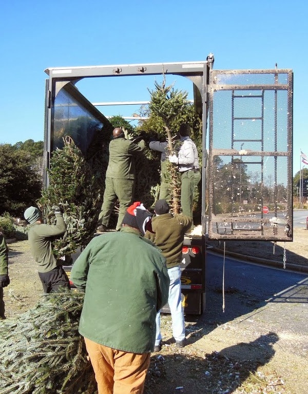 I Want You… To Recycle Your Old Christmas Tree!