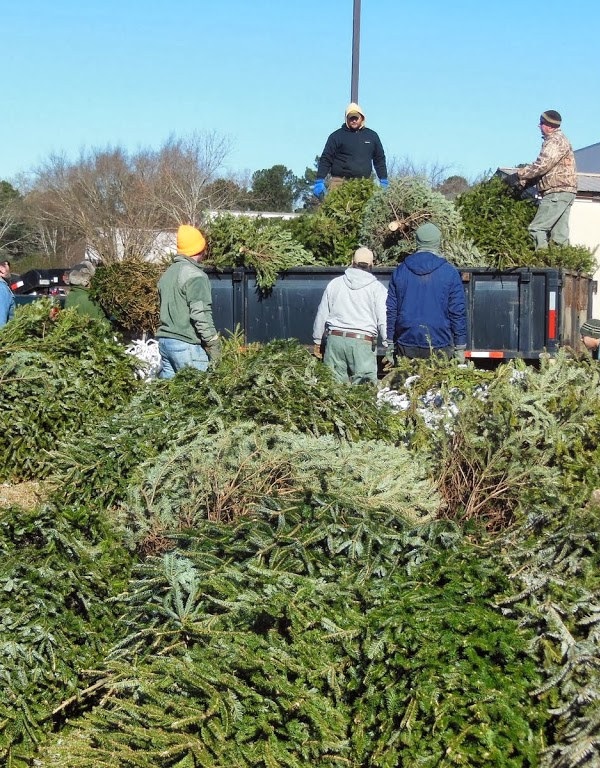I Want You… To Recycle Your Old Christmas Tree!