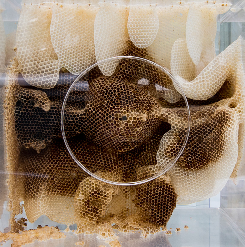 beeswax 2