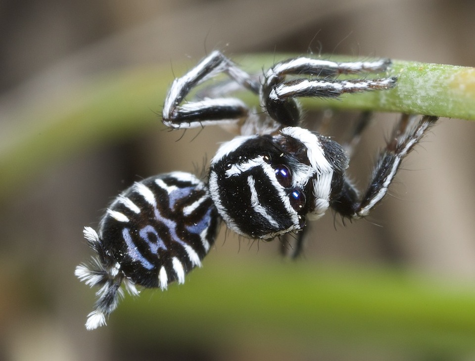 new spiders 2