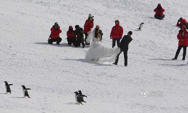 penguins-tourists2