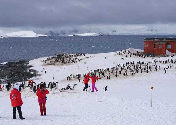 penguins-tourists5