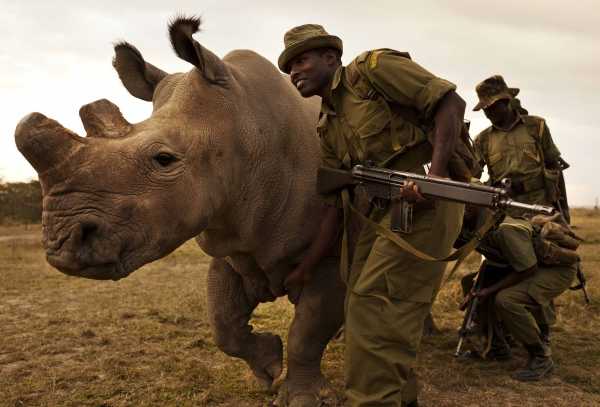Last White Rhino 10