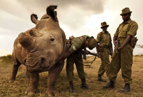 Last White Rhino 11