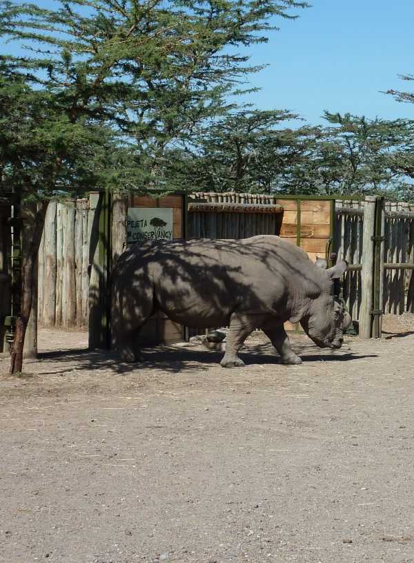 Last White Rhino 2