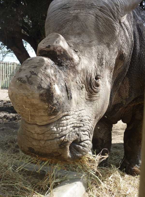 Last White Rhino 20