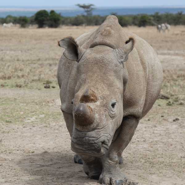 Last White Rhino 3