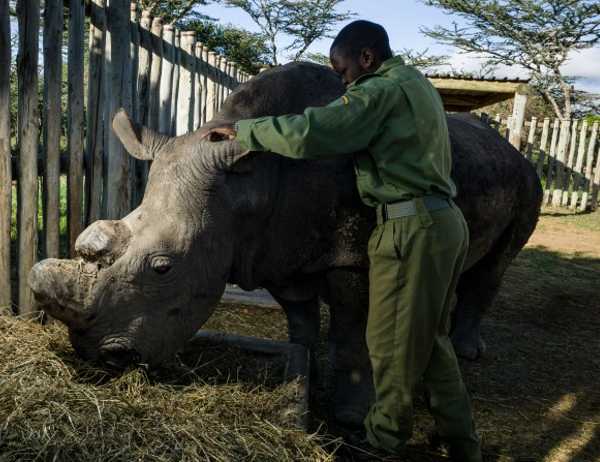 Last White Rhino 4