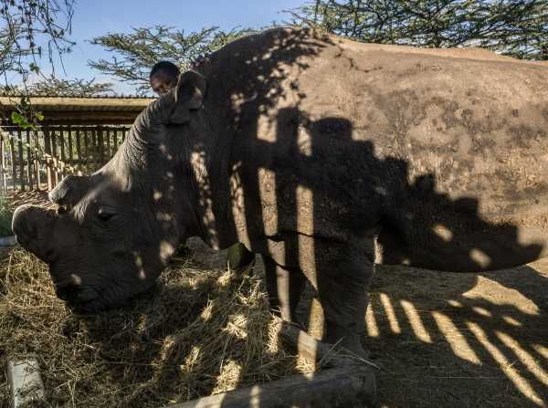 Last White Rhino 6