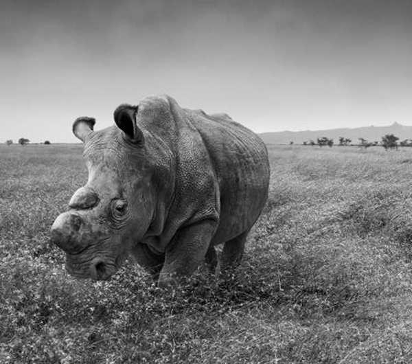 Last White Rhino 7