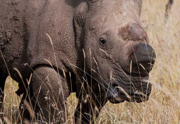 Last White Rhino 8