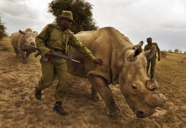 Last White Rhino 9