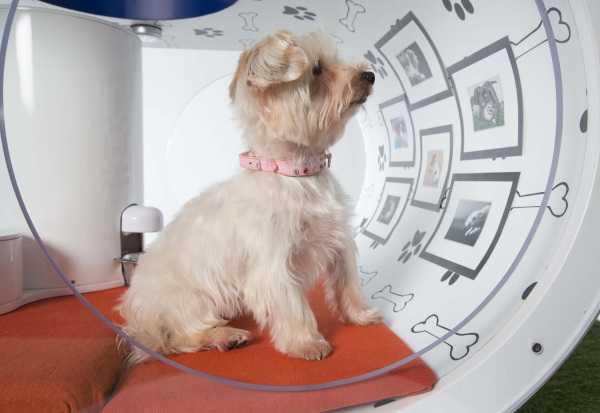 Samsung Dream Doghouse 3