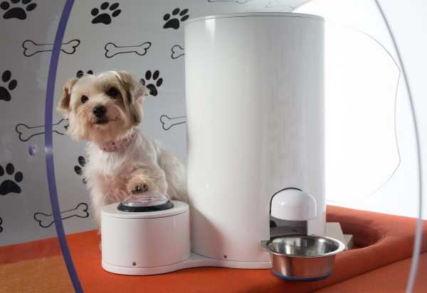 Samsung Dream Doghouse 5